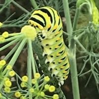 caterpillar on a plant
