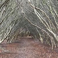 tunnel made of trees